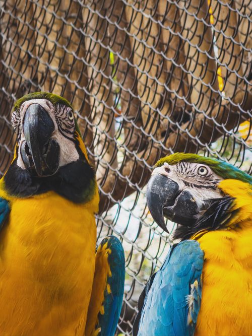 Free Close-up of two vibrant macaws perched in a cage, showcasing colorful plumage. Stock Photo