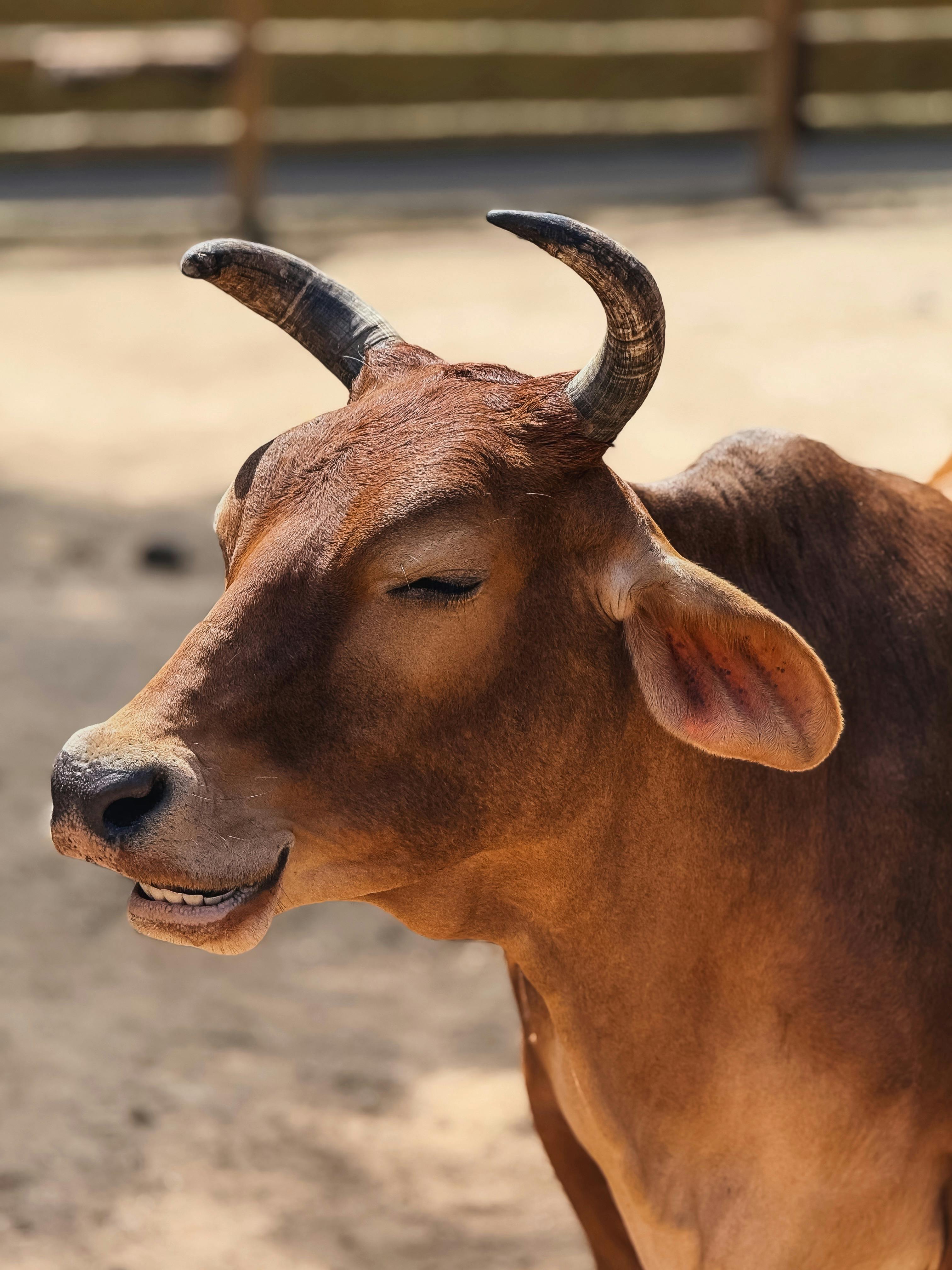 grátis Uma vaca marrom serena em um ambiente externo ensolarado, exibindo sua beleza natural. Foto profissional