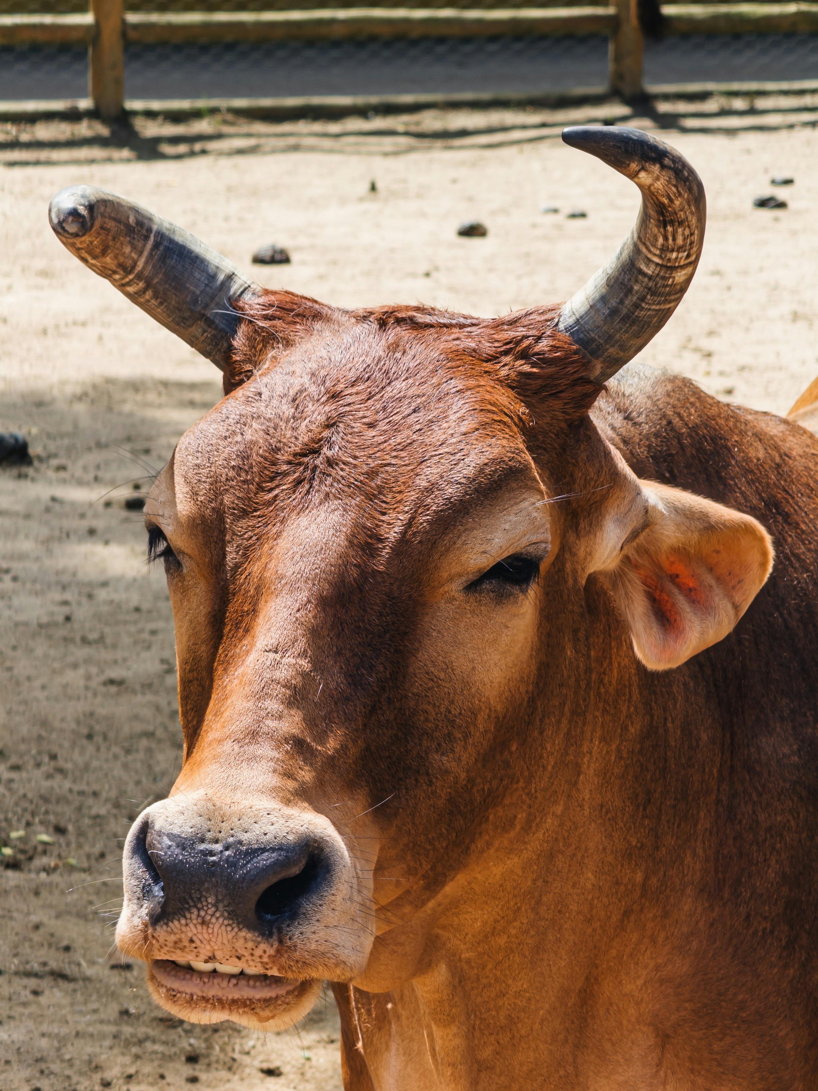Gratuit Gros plan d'une vache brune avec des cornes dans un pâturage extérieur ensoleillé. Photos