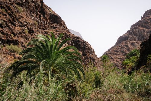 Free Discover the exotic palm oasis nestled in the volcanic cliffs of Valle Gran Rey, Canary Islands. Stock Photo