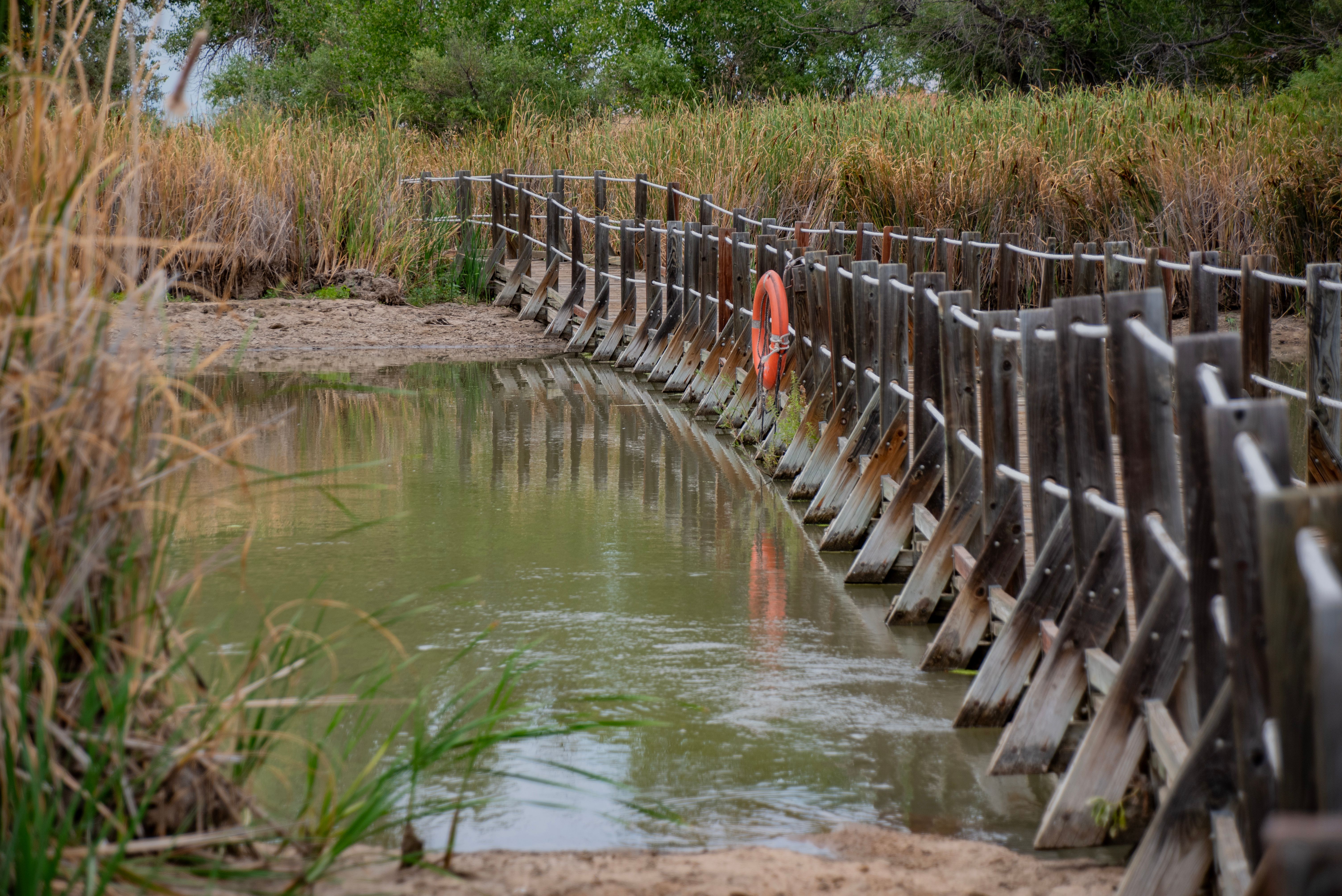 Scenic Wooden Path in Denver Wetlands · Free Stock Photo