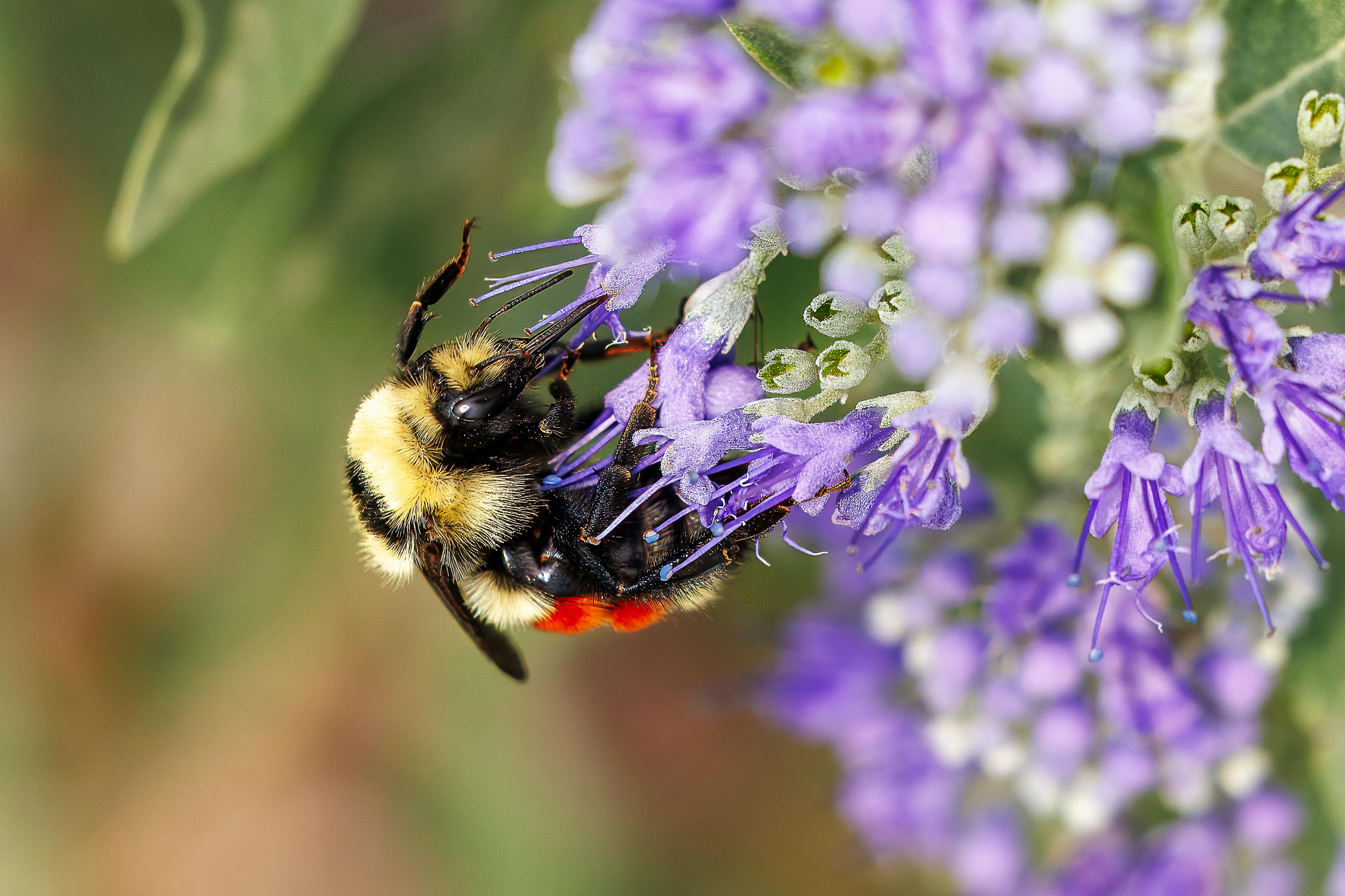 Secrets de la barbe bleue : La nouvelle star fleurie de votre jardin