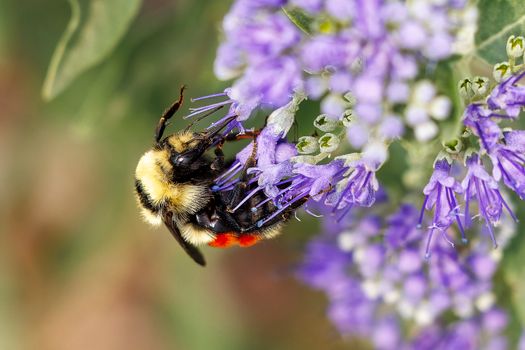Male Hunt's Bumble Bee