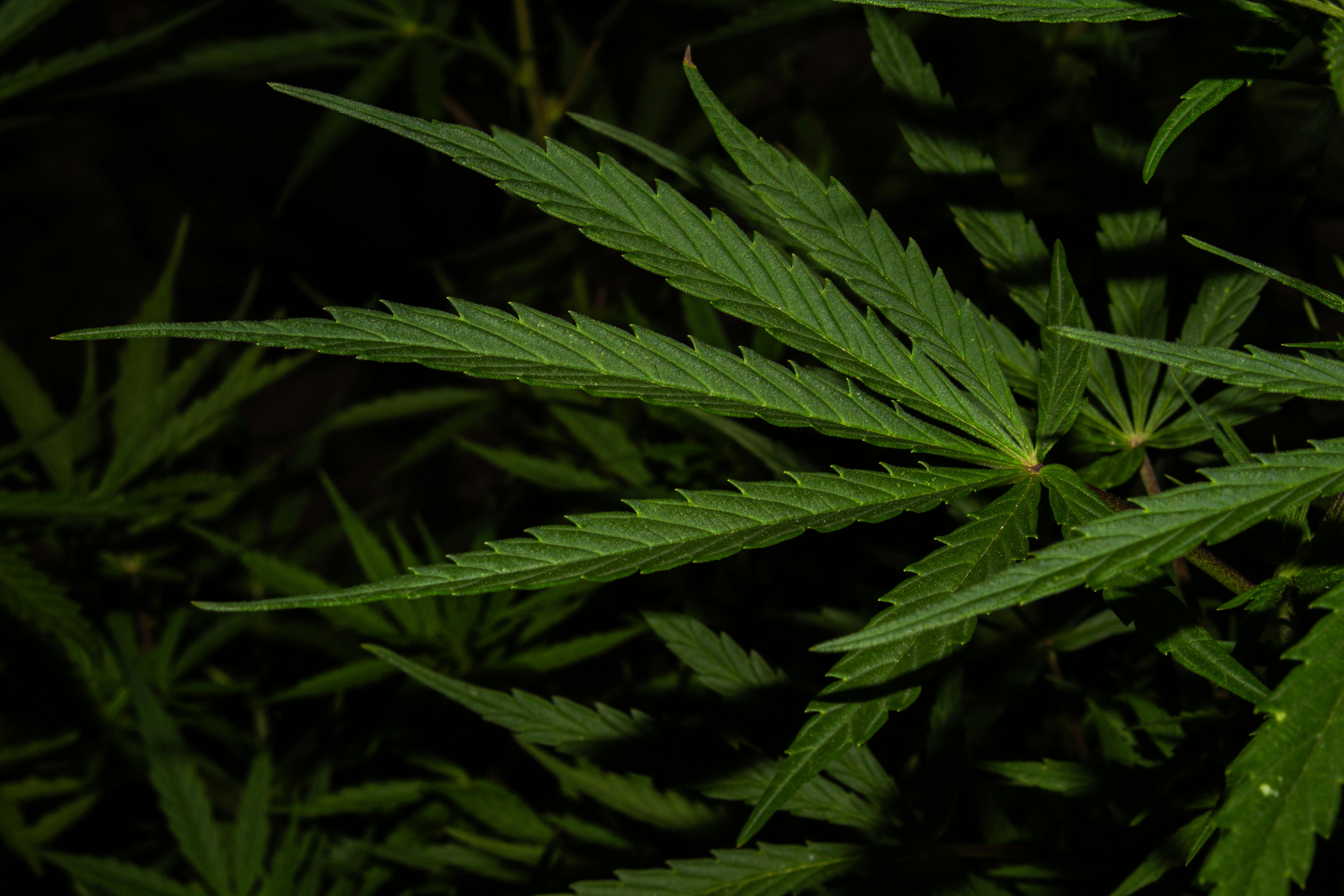 cannabis hemp oil — Photo by Marco Antonio  Casique Reyes on Pexels
