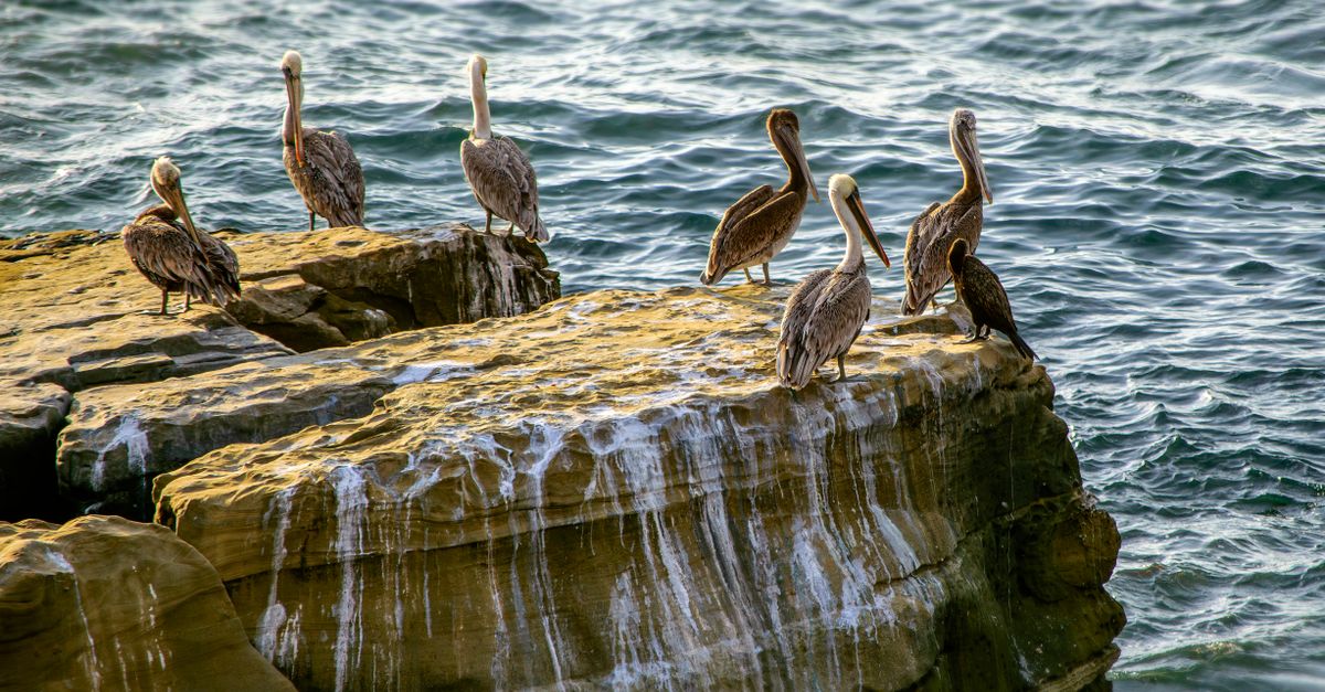 A flock of pelicans perched on sunlit coastal rocks with waves in the background.