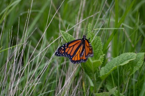 Free Close-up of a monarch butterfly perched on lush green leaves, showcasing vivid orange and black wings. Stock Photo