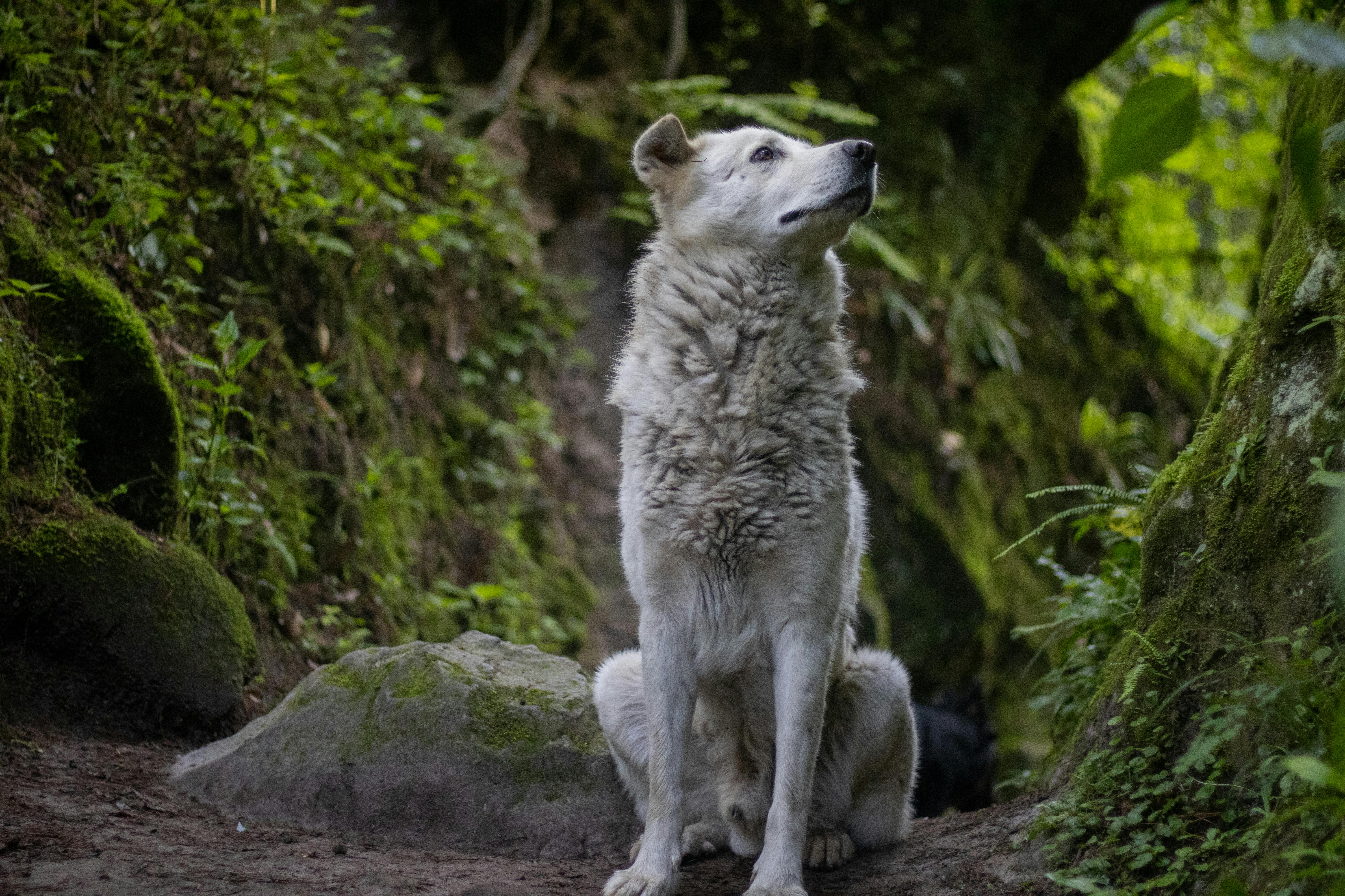 8 26國際狗狗日｜不只陪毛孩慶祝 這些養狗常識你該懂