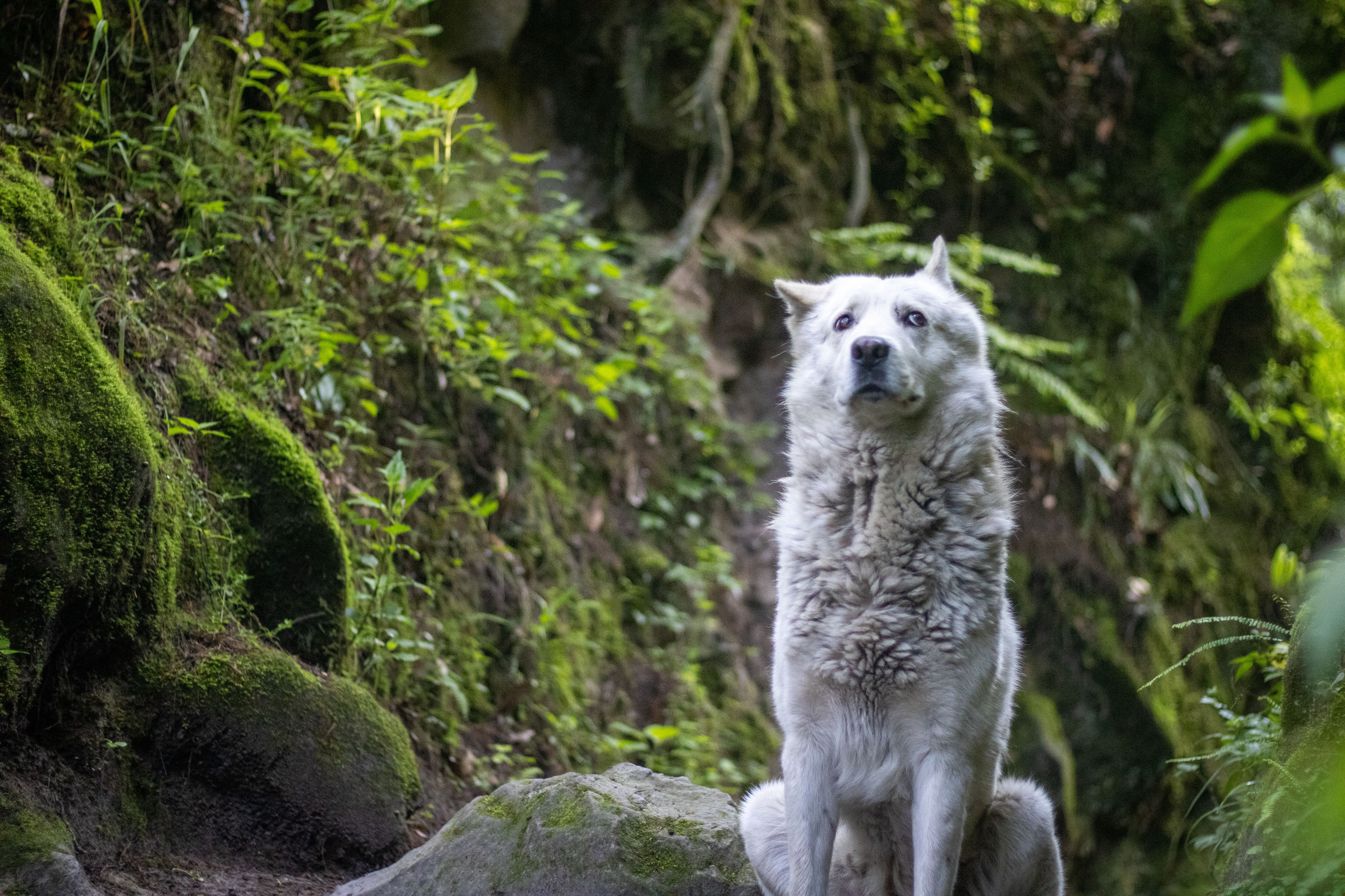 Himalayan wolf-dog hybrids emerge as a threat to wolves and people