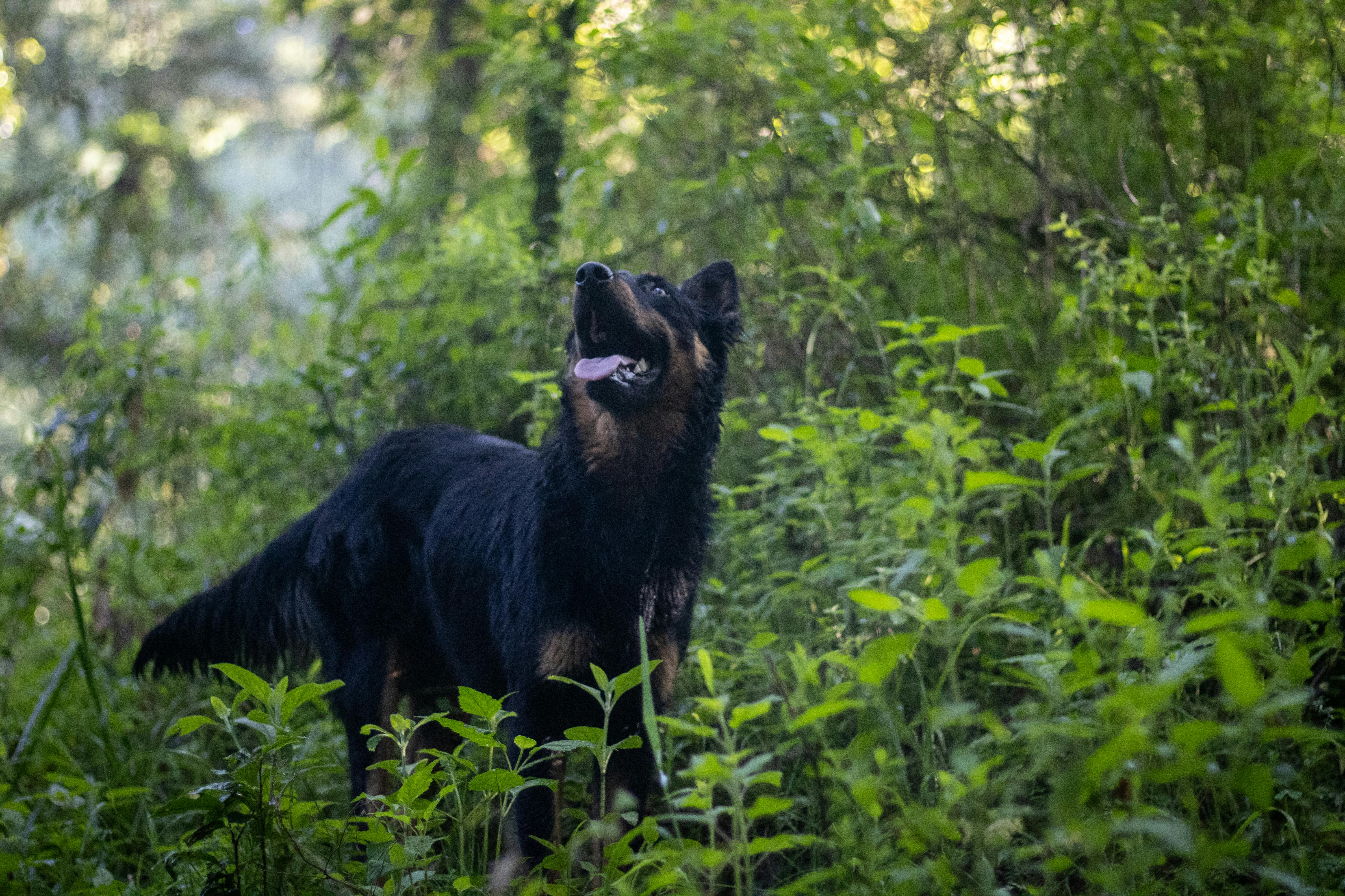 Beauceron: Ο Γαλλικός Σκύλος που Υπηρέτησε στους Δύο Παγκόσμιους Πολέμους