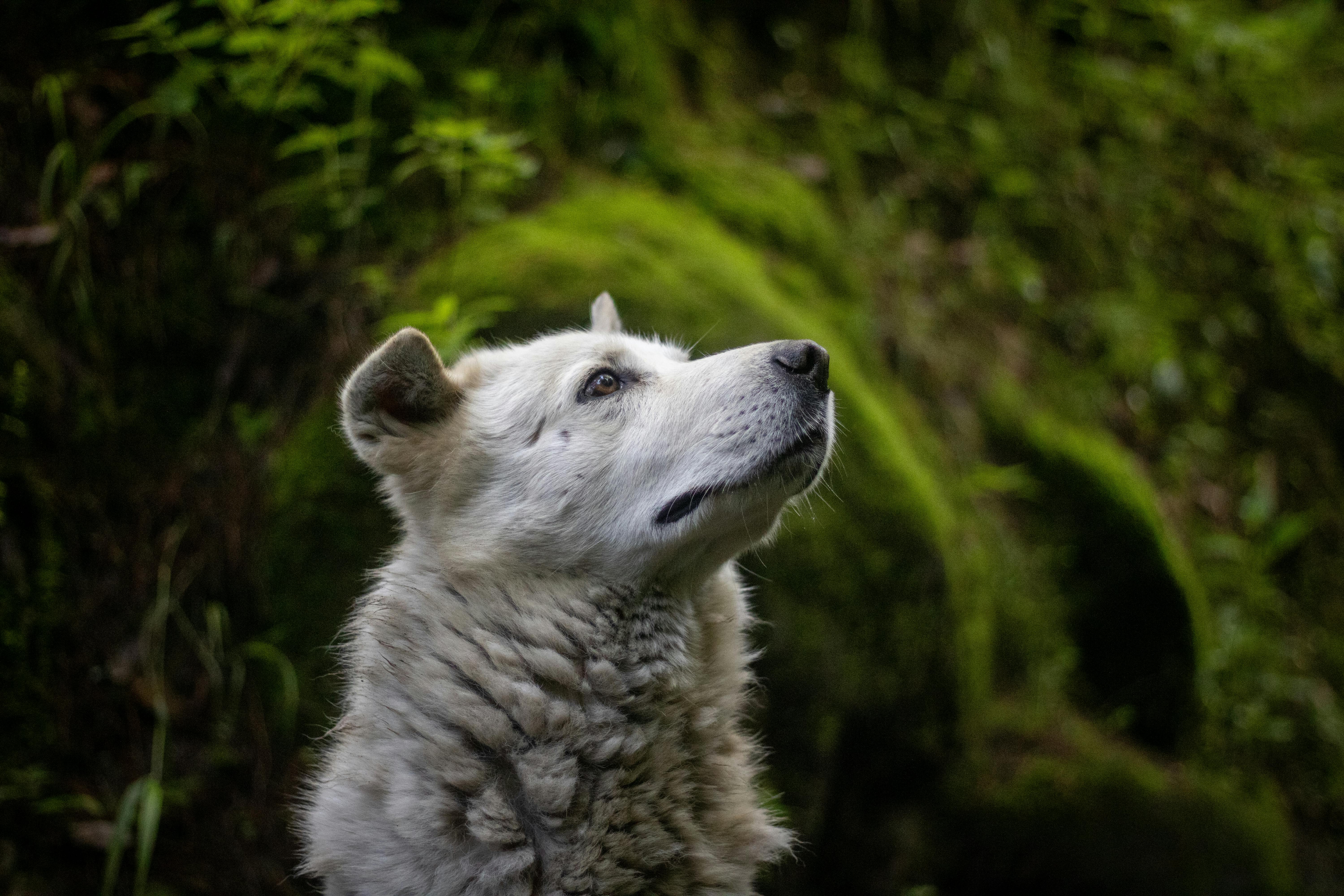 A white dog gazes upward in a vibrant green forest, evoking a sense of peace and curiosity.