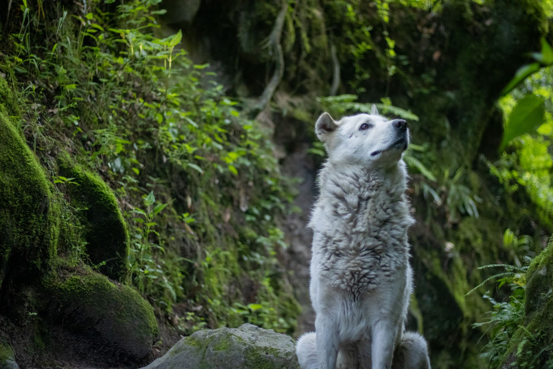 A white dog resembling a wolf sits in a verdant forest setting, exuding tranquility.