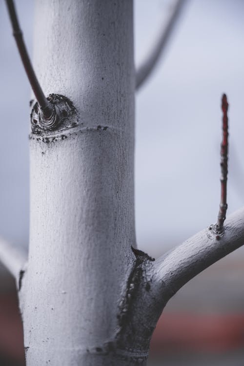 Gray Tree Trunk 