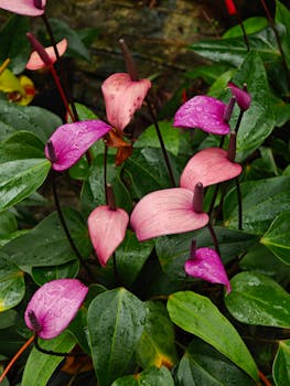 Close-up of pink Anthurium flowers with dew on leaves, showcasing natural beauty.