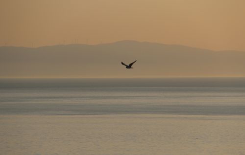 Free A peaceful sunrise over the ocean with a lone bird soaring gracefully in the sky. Stock Photo