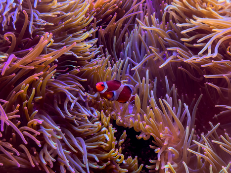 A vibrant clownfish swimming in a colorful sea anemone within a coral reef ecosystem.
