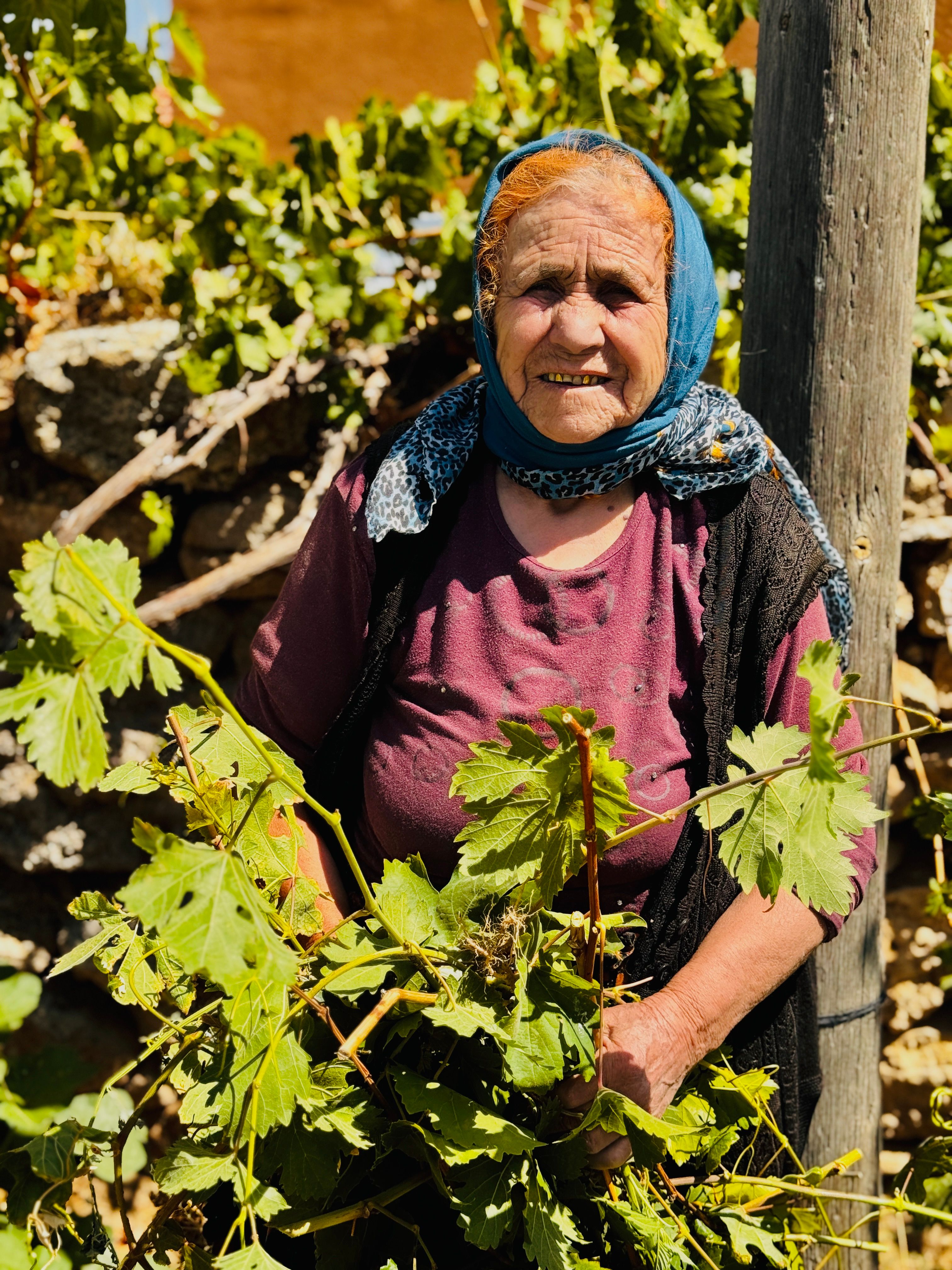 Smiling senior woman with scarf harvesting grapevines on a sunny day.