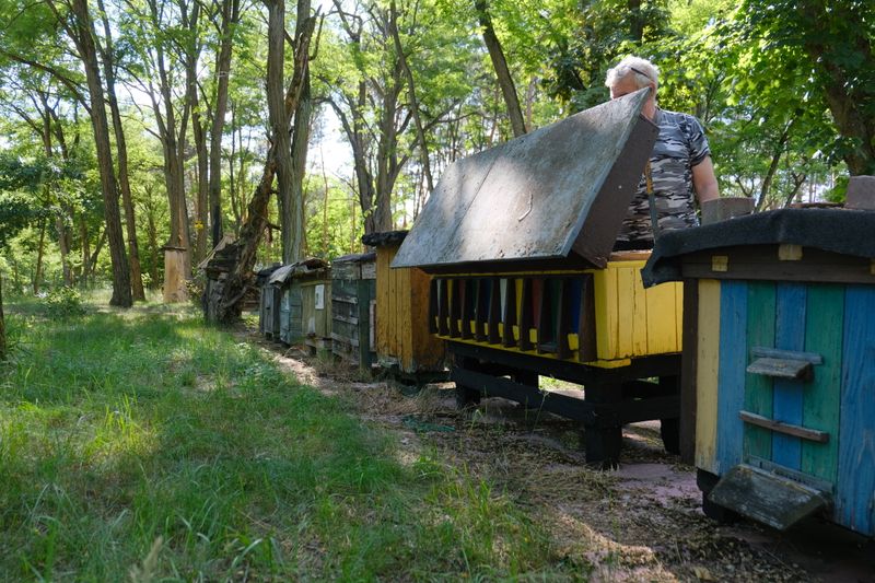 A beekeeper inspects colorful beehives surrounded by lush green forest. Perfect for nature and agriculture themes.