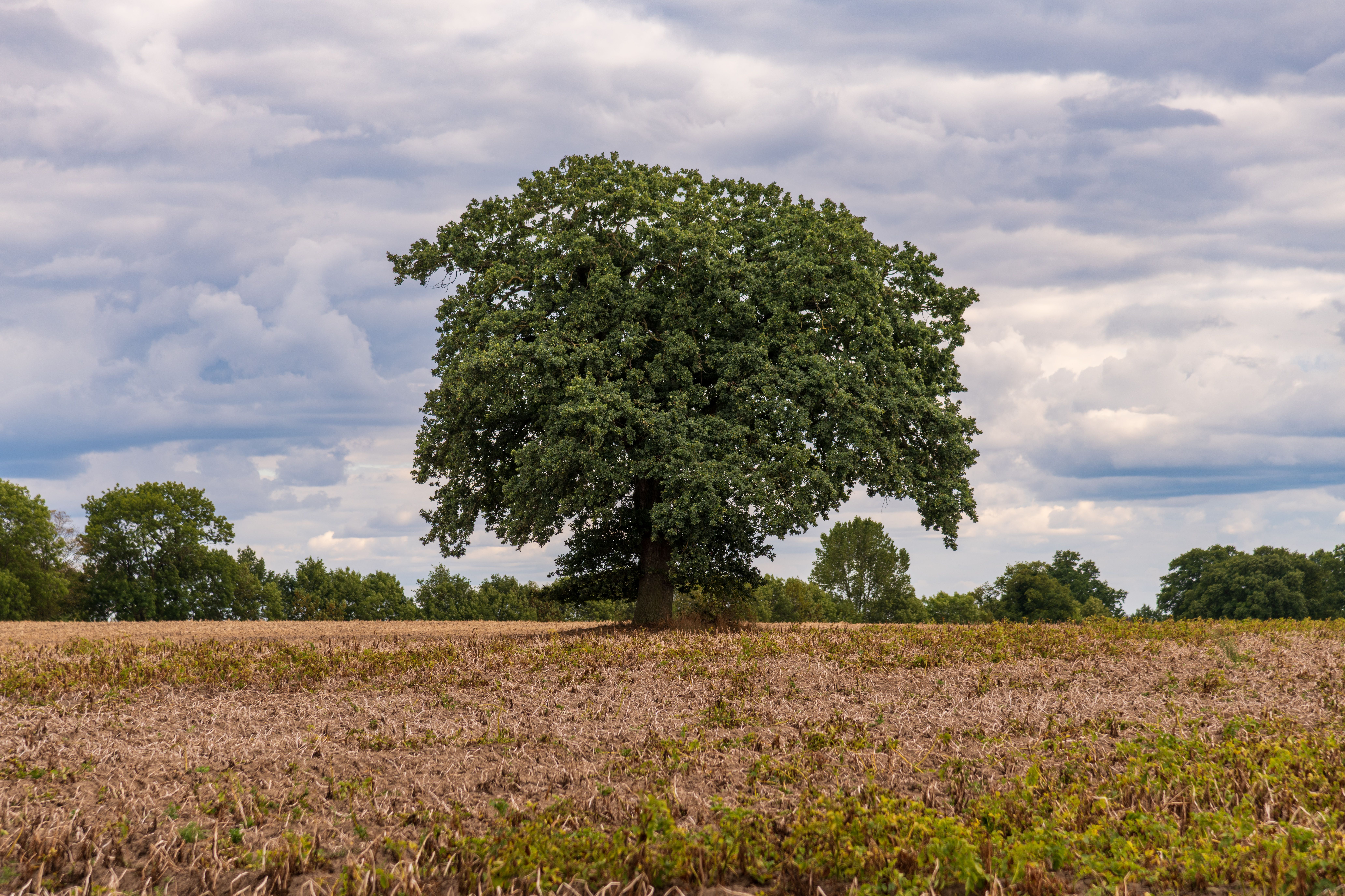 Solitary Oak Tree in Harvested Field Landscape · Free Stock Photo