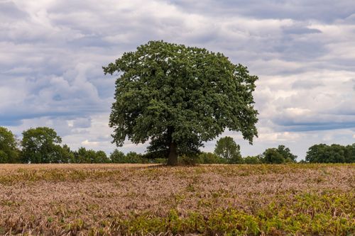 Free A solitary oak tree stands prominently in a freshly harvested field under a cloud-filled sky. Stock Photo