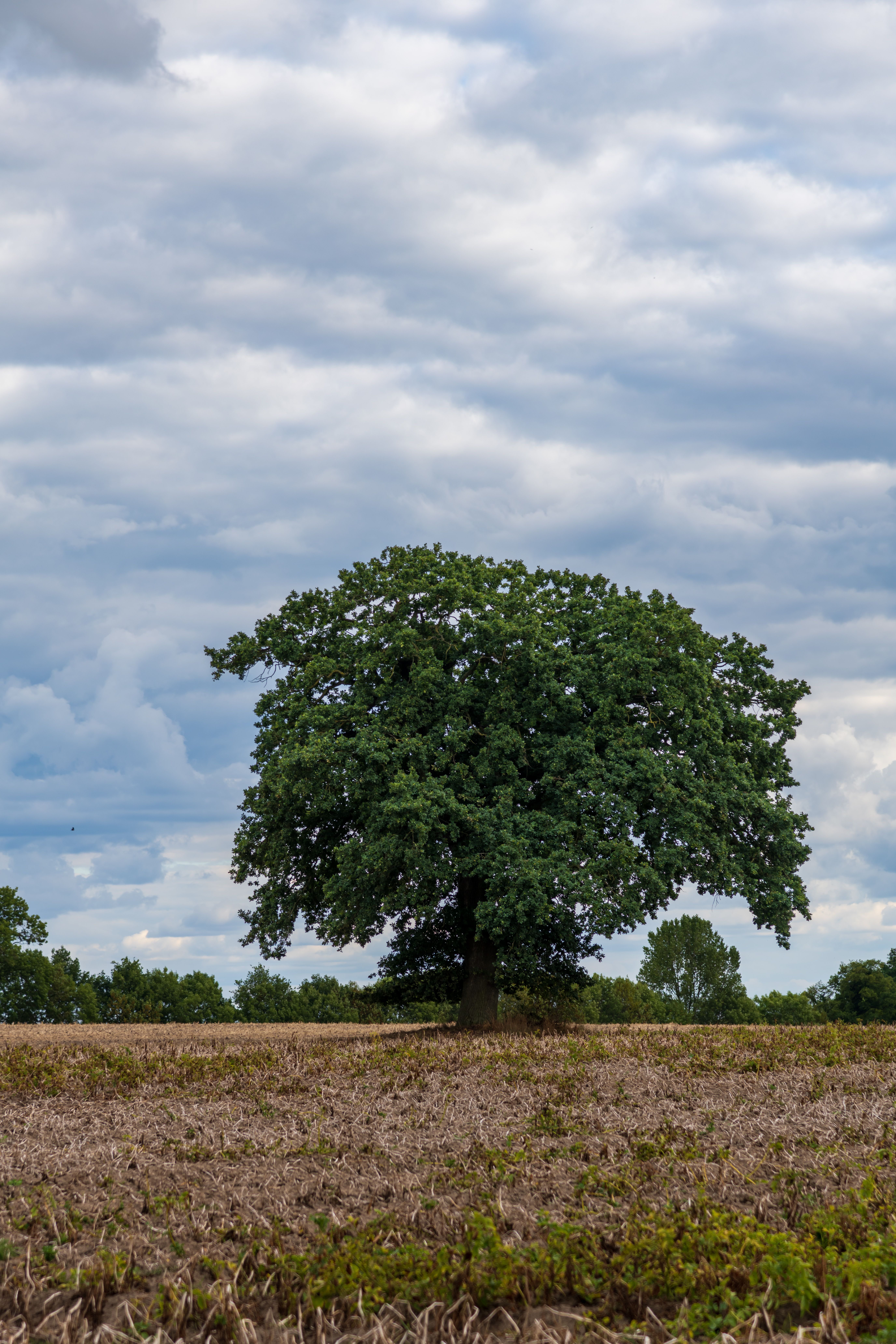 Free A solitary oak tree stands in a dry field under a moody, cloud ...