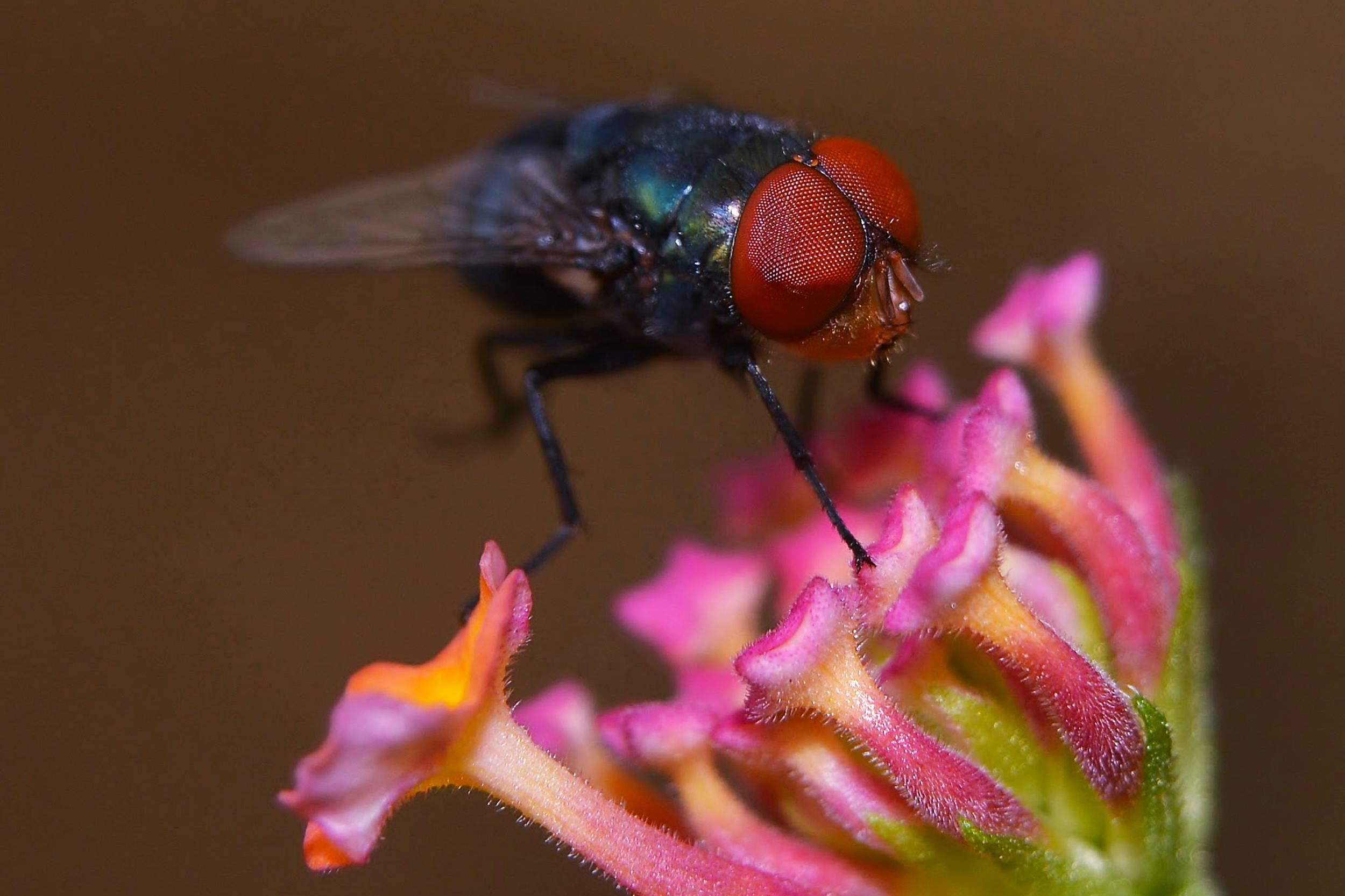 Detailed macro shot of a fly on a vibrant pink flower in Indonesia, showcasing nature's tiny wonders.