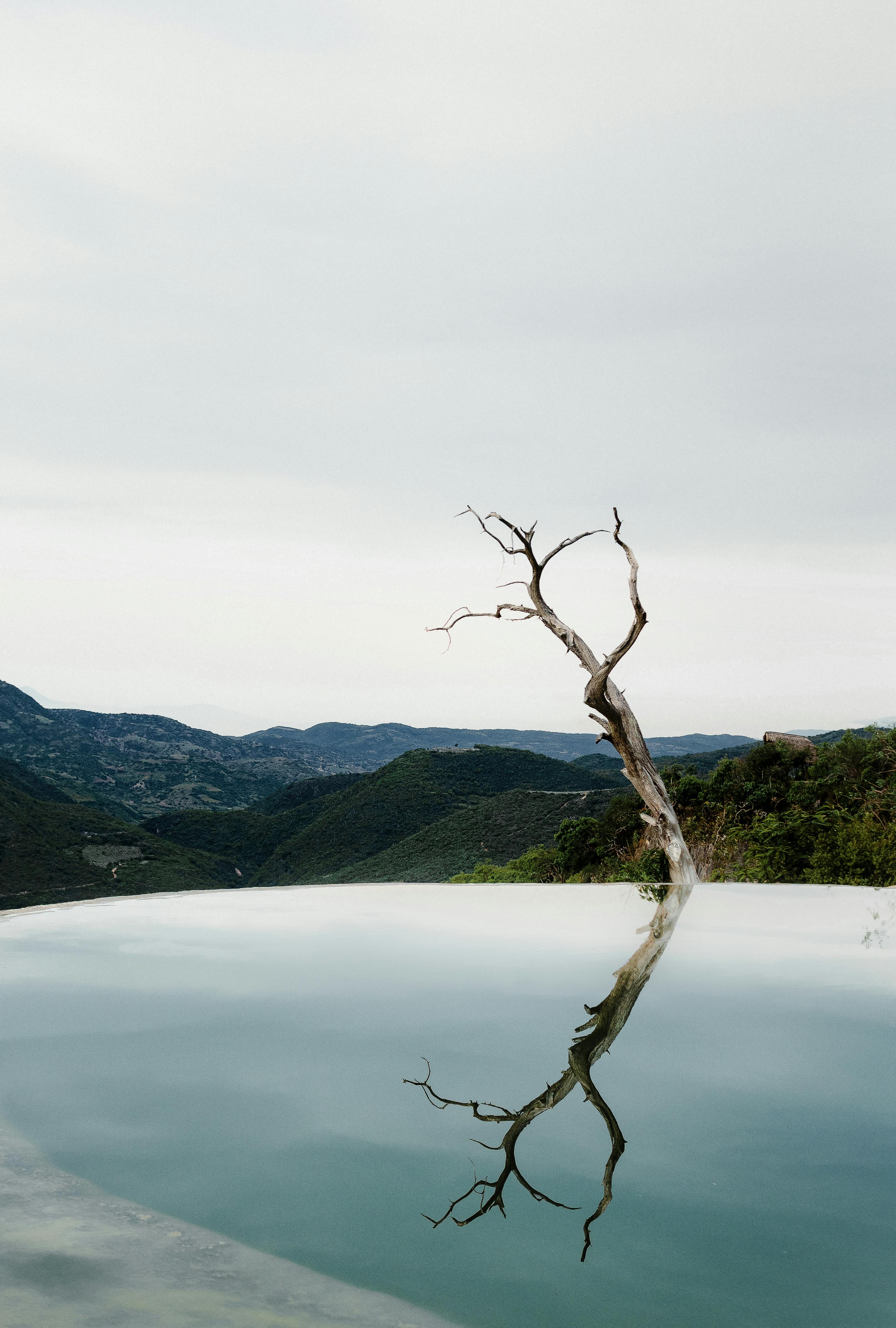 A serene view of a dry tree reflected in the water at Hierve el Agua, Oaxaca, Mexico.