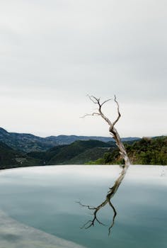 A serene view of a dry tree reflected in the water at Hierve el Agua, Oaxaca, Mexico.