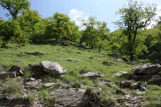 Lush green hillside with rocks and vibrant trees under a clear blue sky.