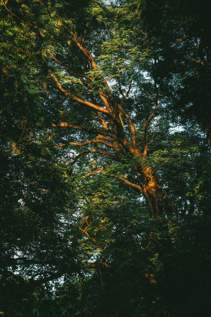Fotomural Un árbol alto con ramas iluminadas por el sol, rodeado de un denso follaje forestal verde.