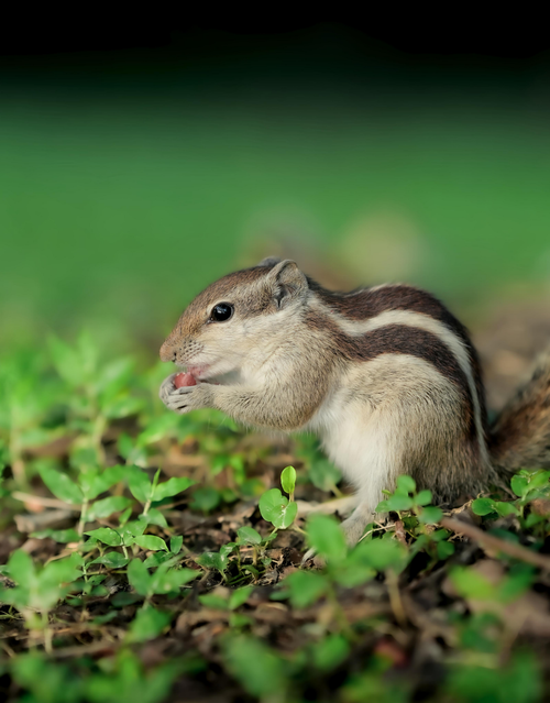 Free Close-up of an Indian palm squirrel eating amidst green grass in Kolkata, India. Stock Photo