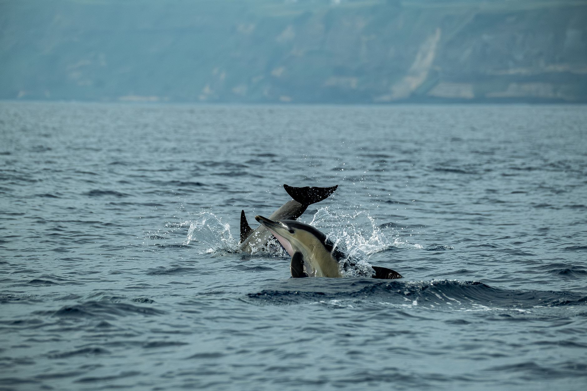 Der Delfin