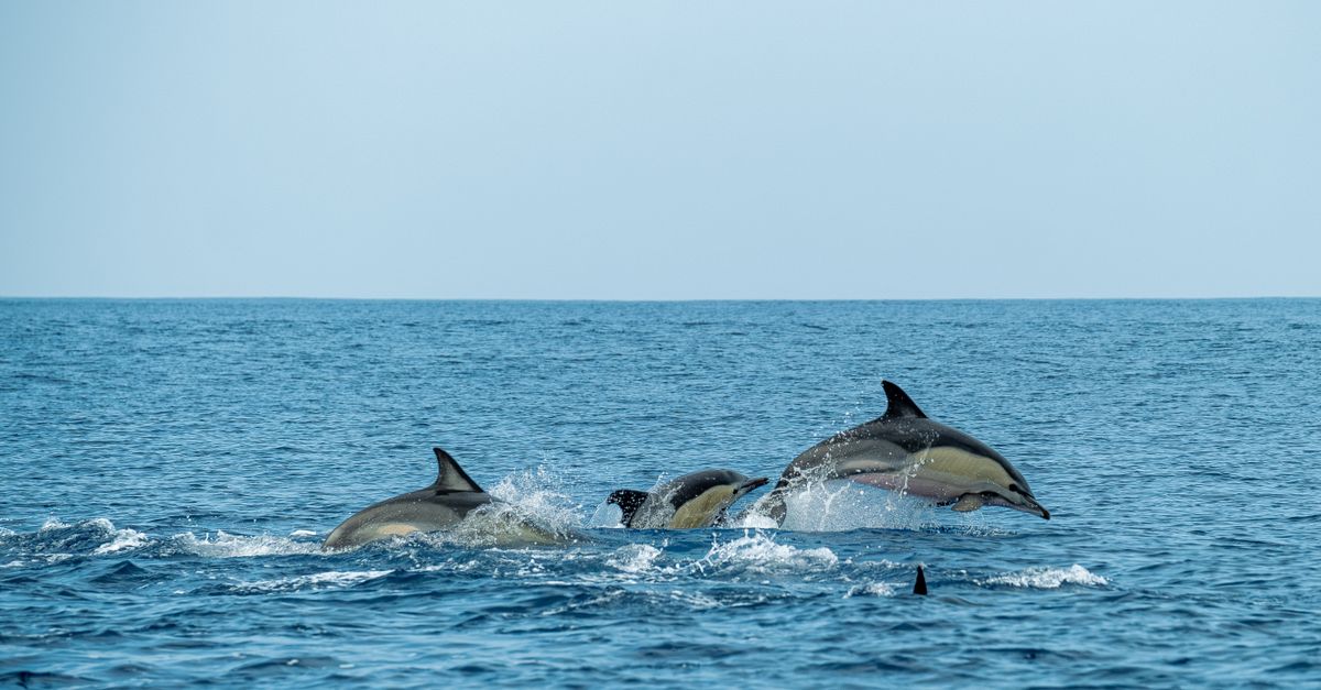 Bird Flu Found in Deceased Dolphin in South Australia Waters