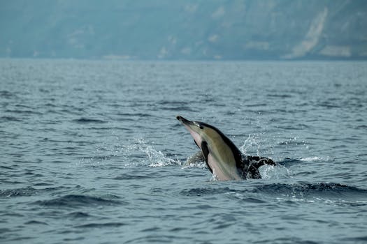 A dolphin gracefully emerges from the ocean, showcasing marine life in a natural setting.
