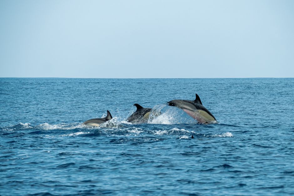 Observation des dauphins en bateau