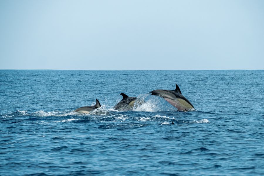 Dolphin Boat Rides photo 2