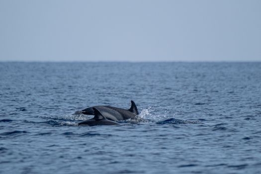 Two dolphins gracefully swim in the calm, blue ocean under a clear sky, capturing the essence of marine life.