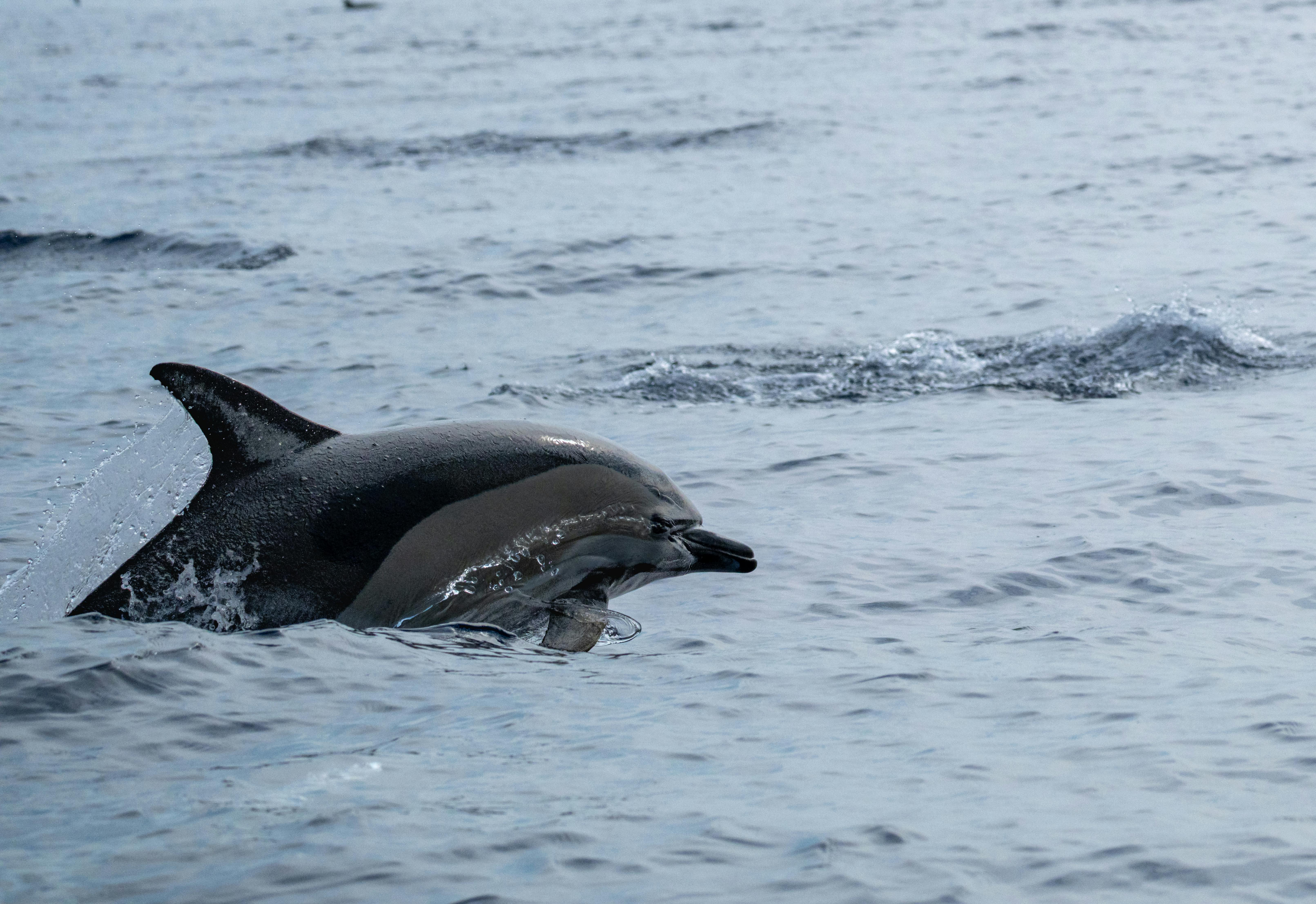 Endangered Marine Life: Protecting Our Oceans' Threatened Species