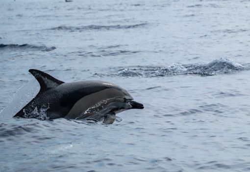 A dolphin leaping gracefully through the ocean waves, showcasing aquatic beauty.