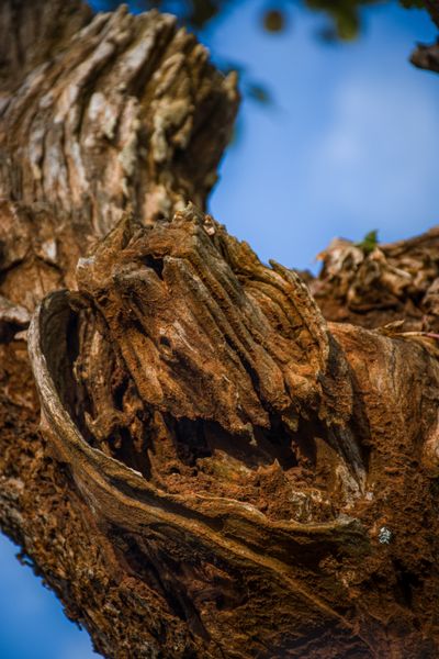 Wood & animal carving
