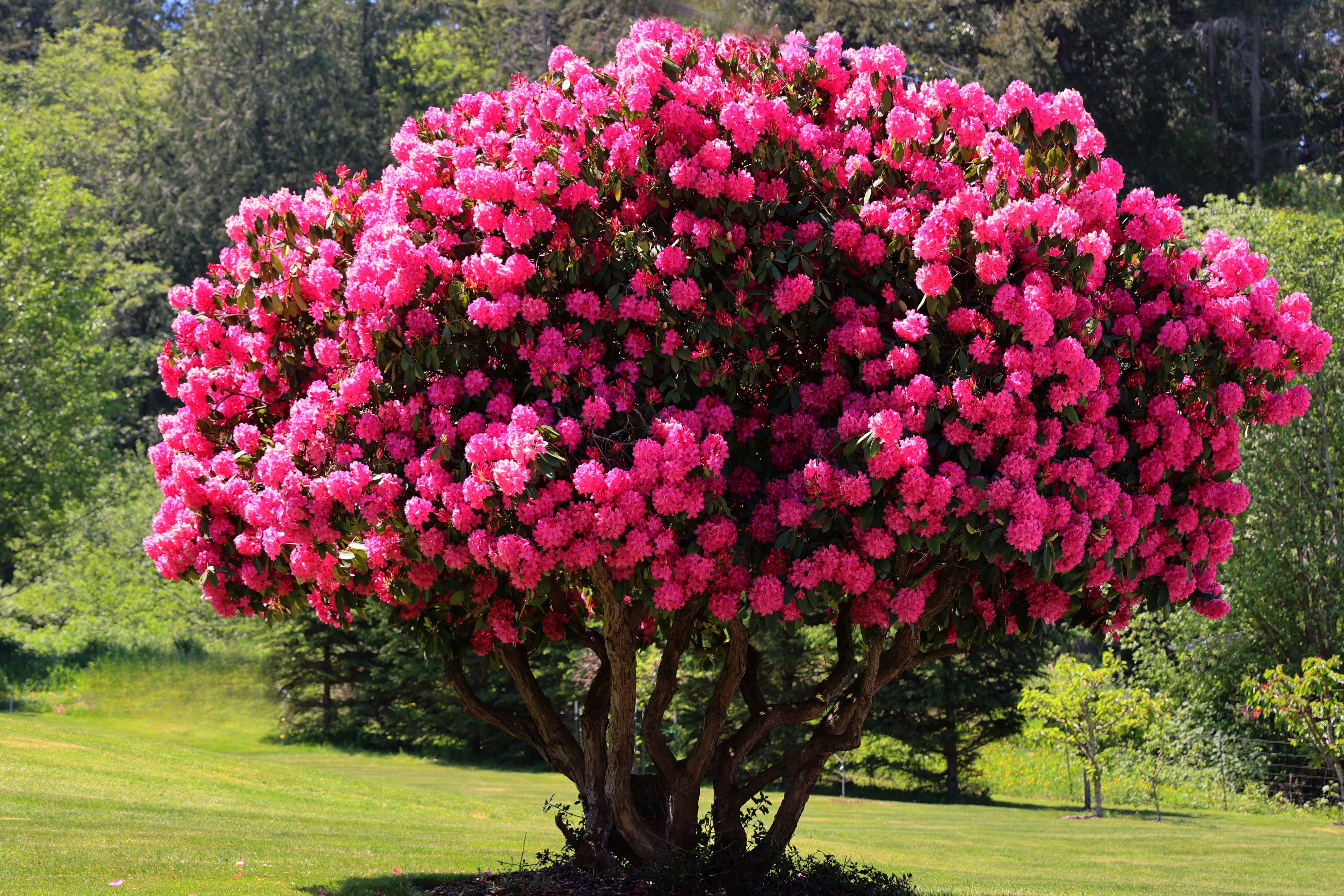 A lush rhododendron tree blooming with vibrant pink flowers in a sunny garden.