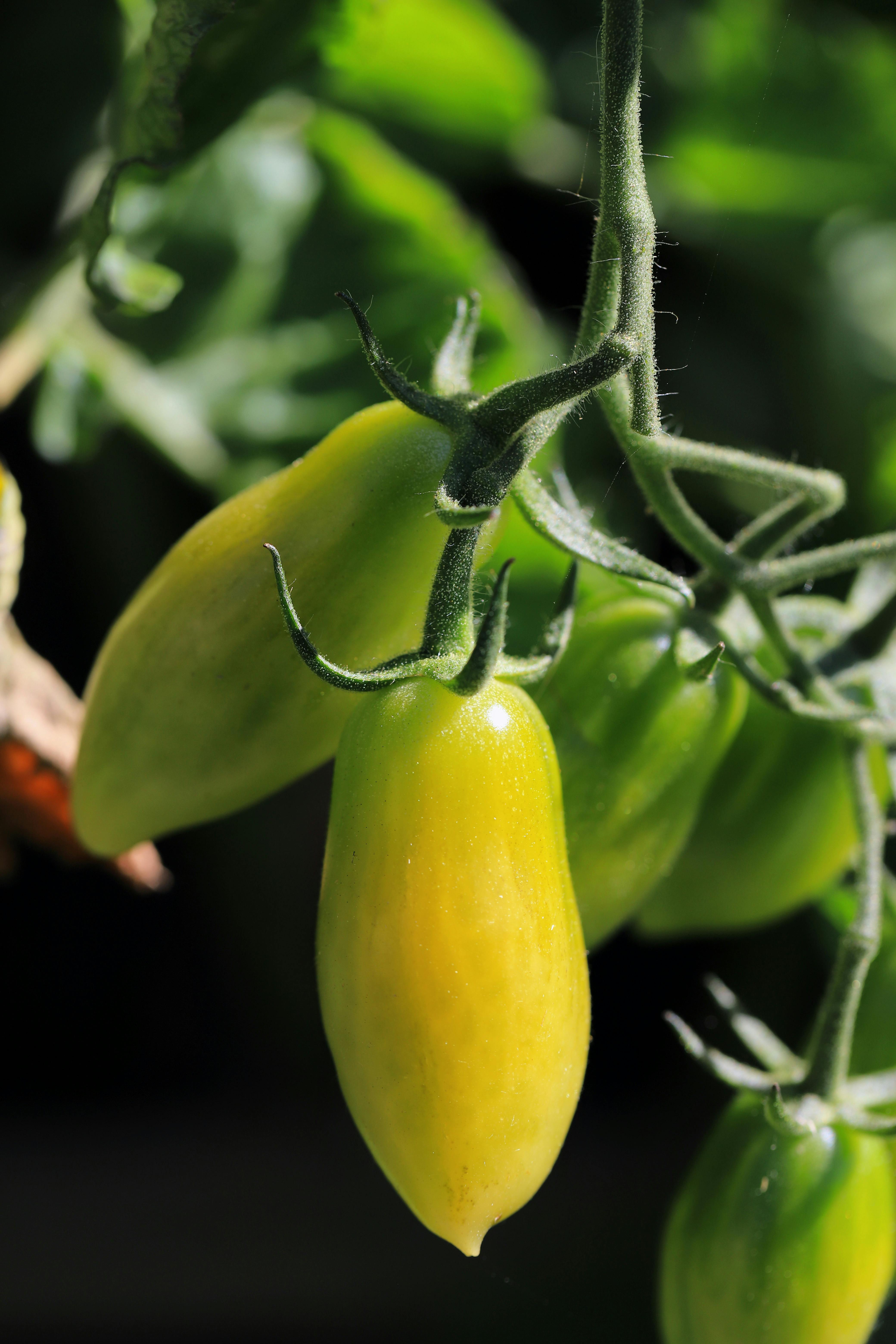 샐러드 구성 요소의 인포그래픽