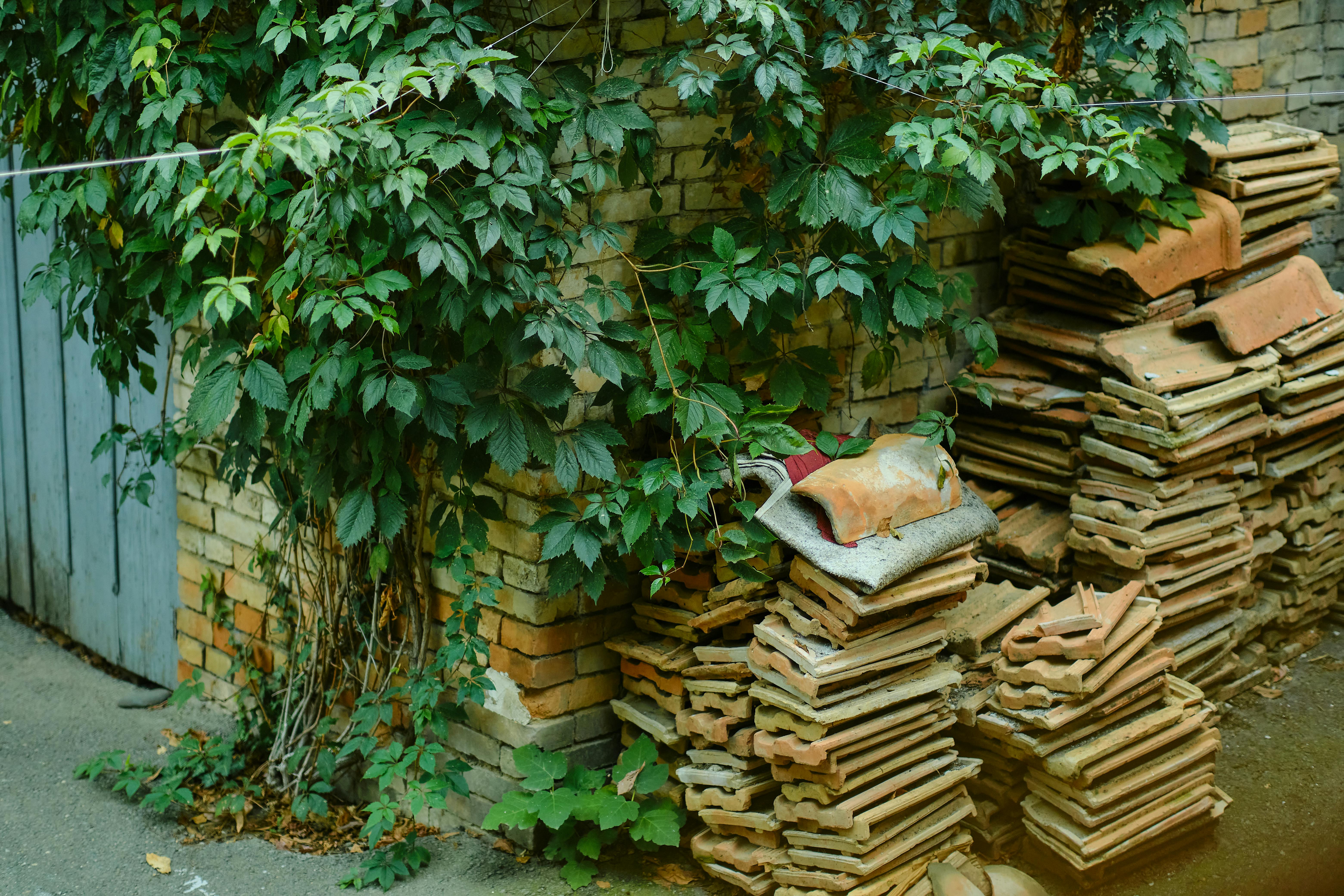 Gratuit O curte interioară liniștită, cu iederă care cade peste un zid de cărămidă și grămezi de plăci de teracotă, emanând farmec rustic. Fotografie de stoc