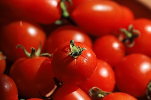 Free Vibrant red tomatoes in natural sunlight, perfect for a healthy garden-to-table experience. Stock Photo