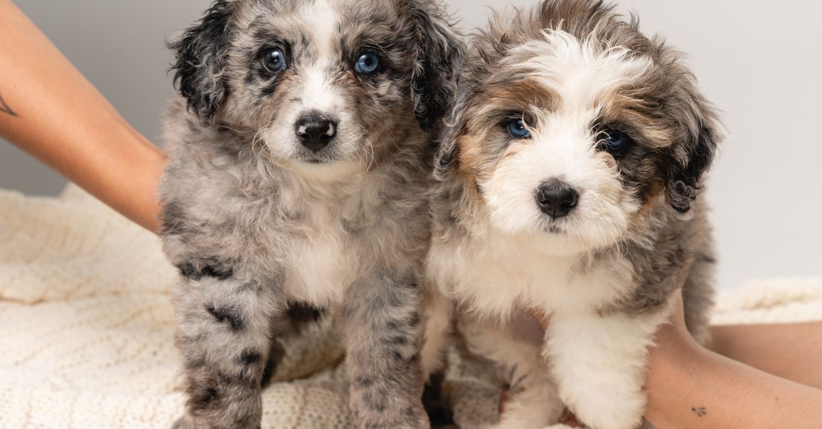 Budgeting for Your New Pet