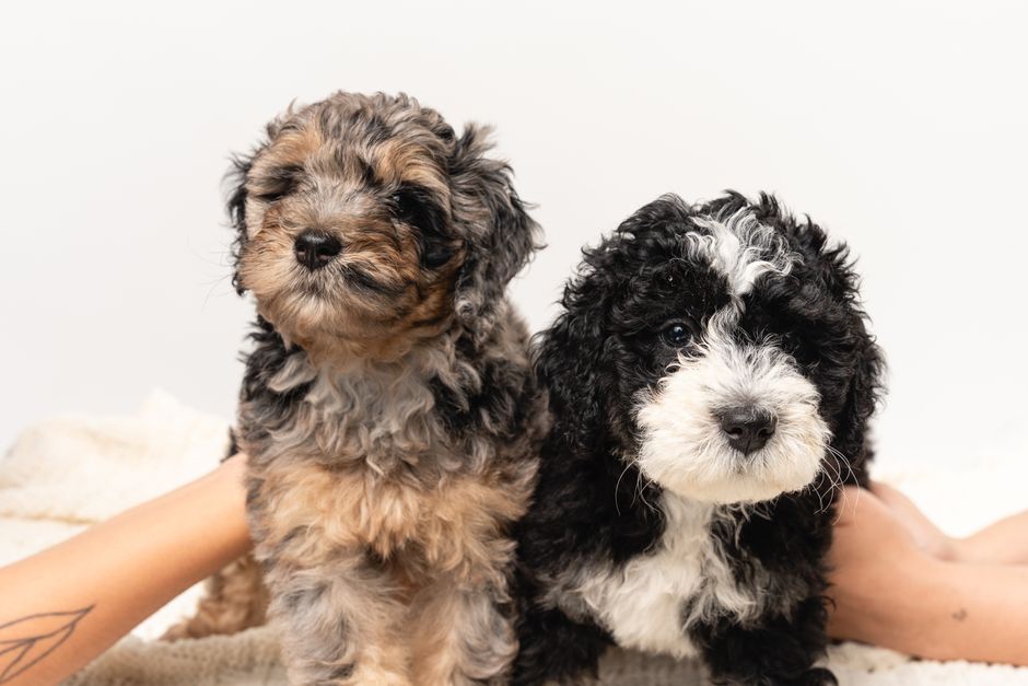 How to Gradually Transition Your Puppy to a New Food Without Digestive Upset Charming Bernedoodle puppies pose together in a studio setting, highlighting their fluffy coats.