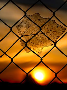 Intricate leaf silhouette on a fence at sunset in Valencia, Spain.