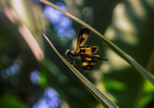 A vibrant dragonfly rests delicately on a leaf, showcasing its intricate wing patterns in nature.