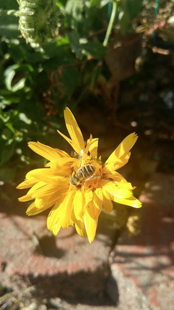 Free stock photo of bee