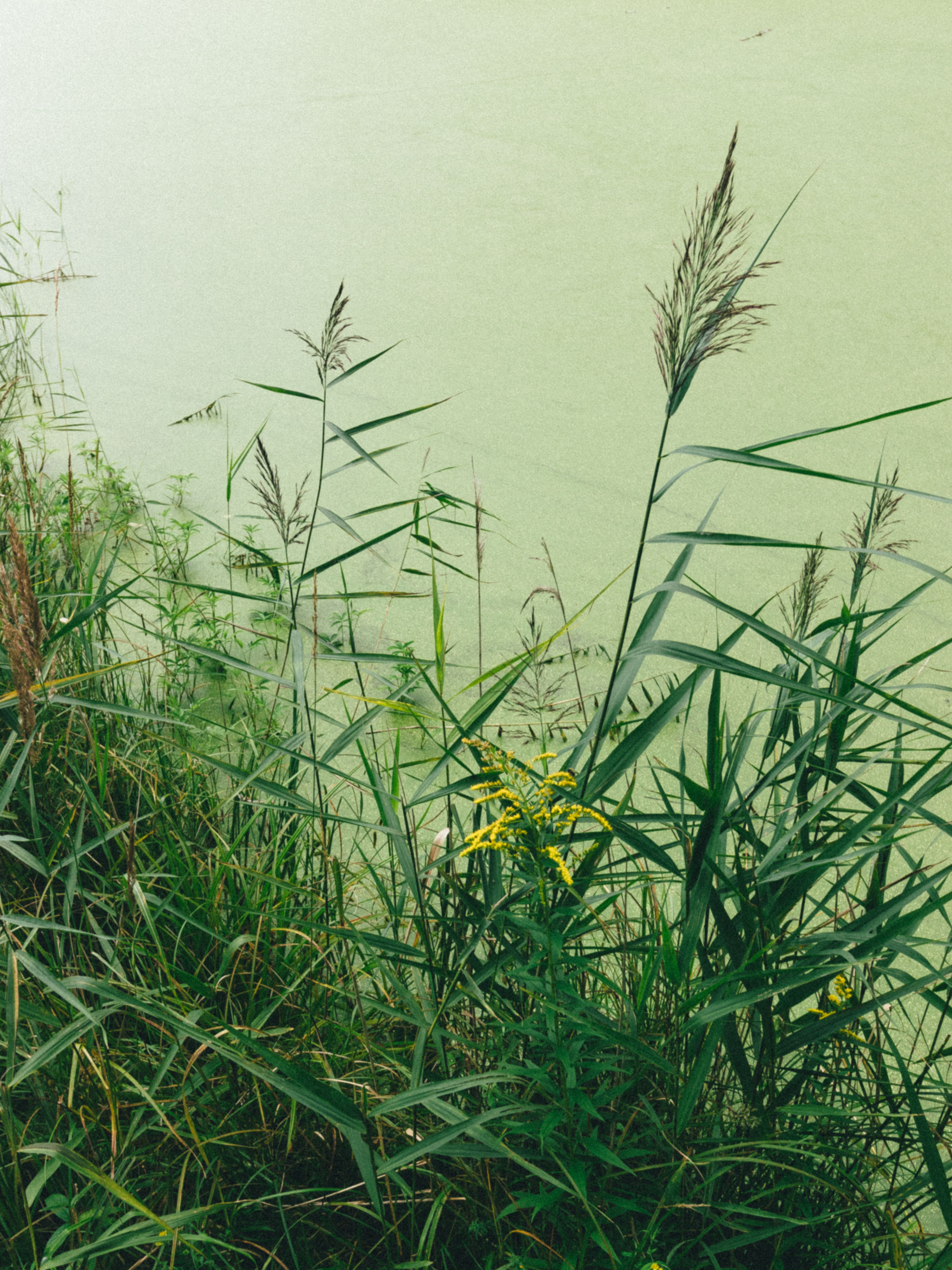 Fotomural Exuberantes pastos verdes y flores silvestres amarillas junto a la tranquila orilla del lago.