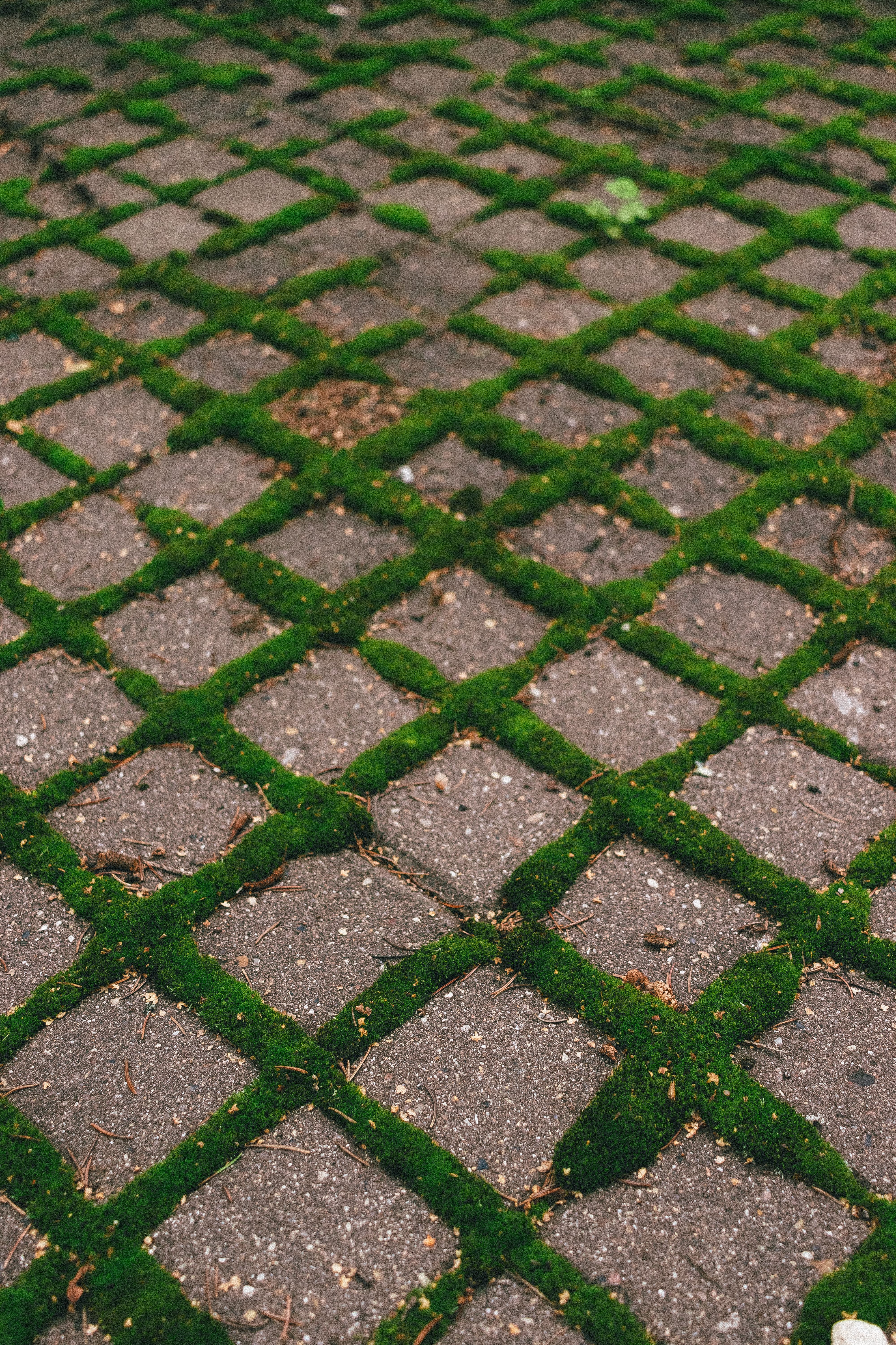A close-up of a moss-covered stone pathway with a geometric pattern.